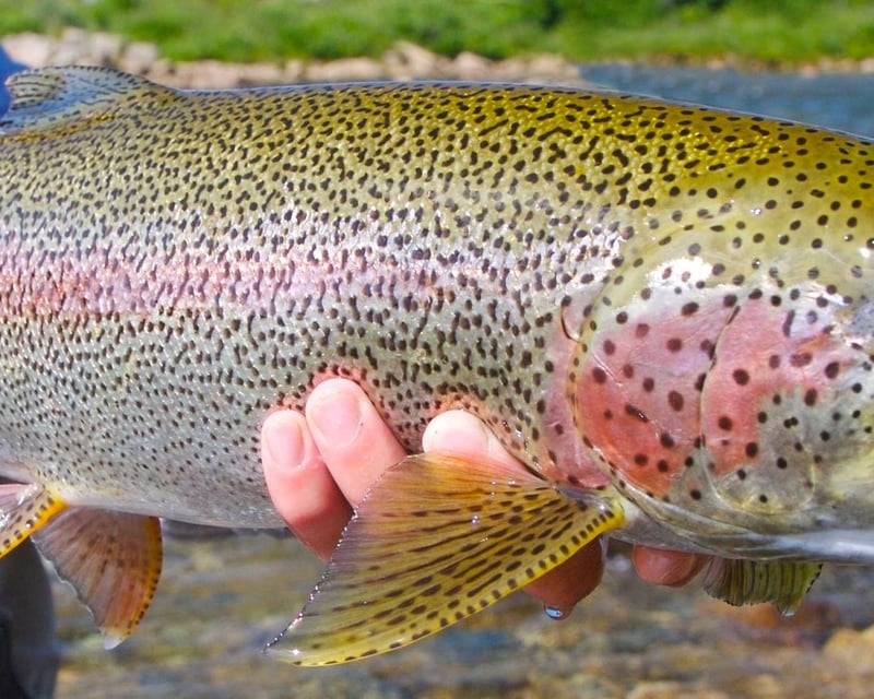 8-Hour Trout Fishing Charter in Ninilchik
