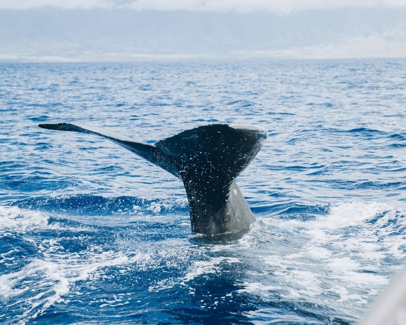 Early Morning Whale Watching Catamaran Sail in Lahaina