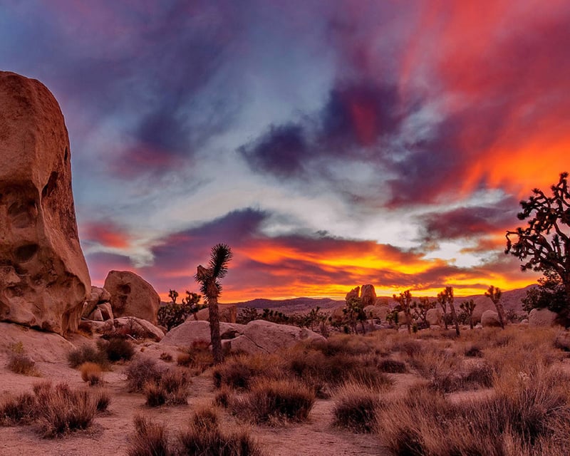 Joshua Tree National Park Day Trip from Los Angeles