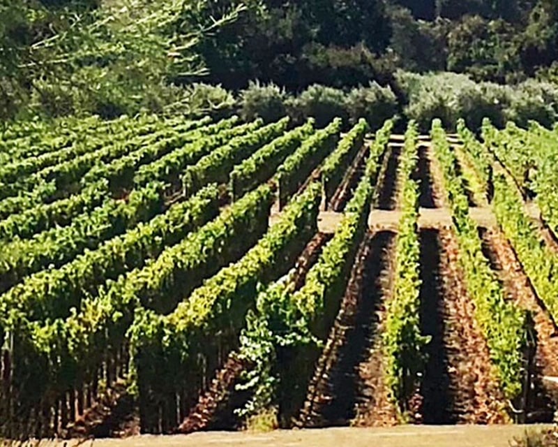 Private Full-Day Santa Ynez Valley Wine Tour