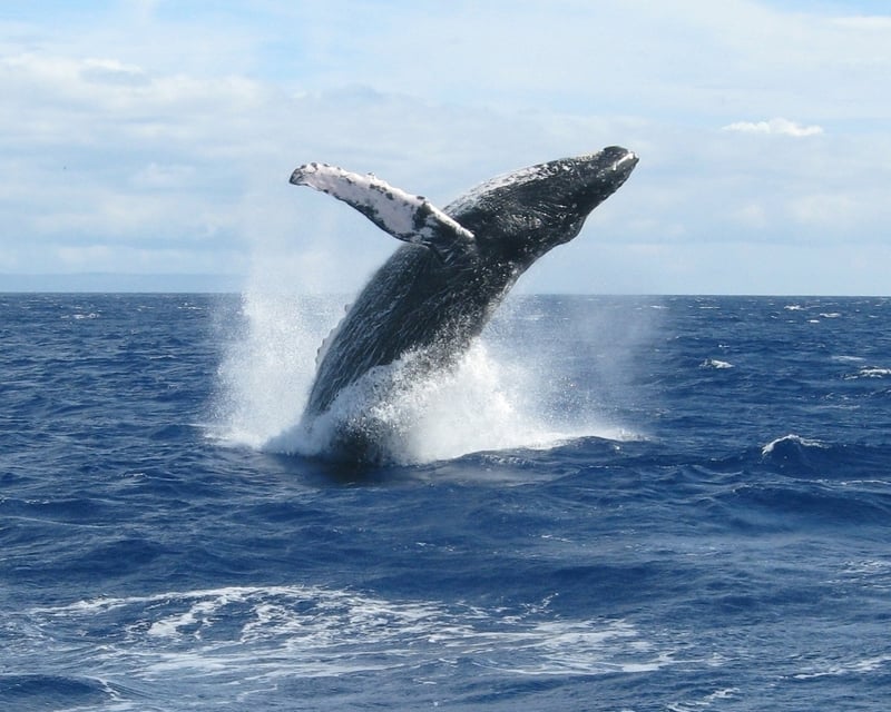 2-Hour Outrigger Whale Watching Tour in Wailea