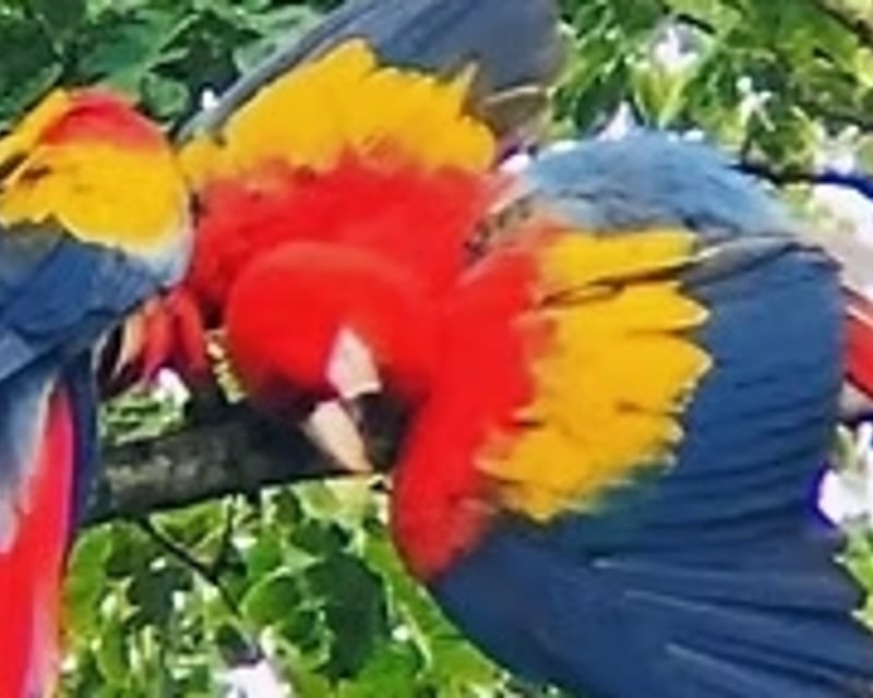 Mangrove Boat Tour & Monkey Spotting in Manuel Antonio