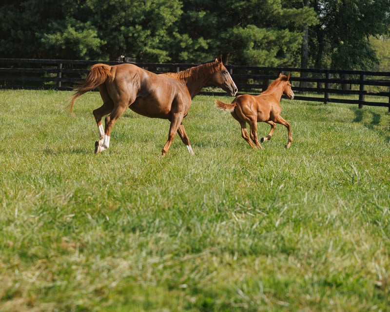 Woodford Reserve, Kismet Horse Farm and Whiskey Thief Tour