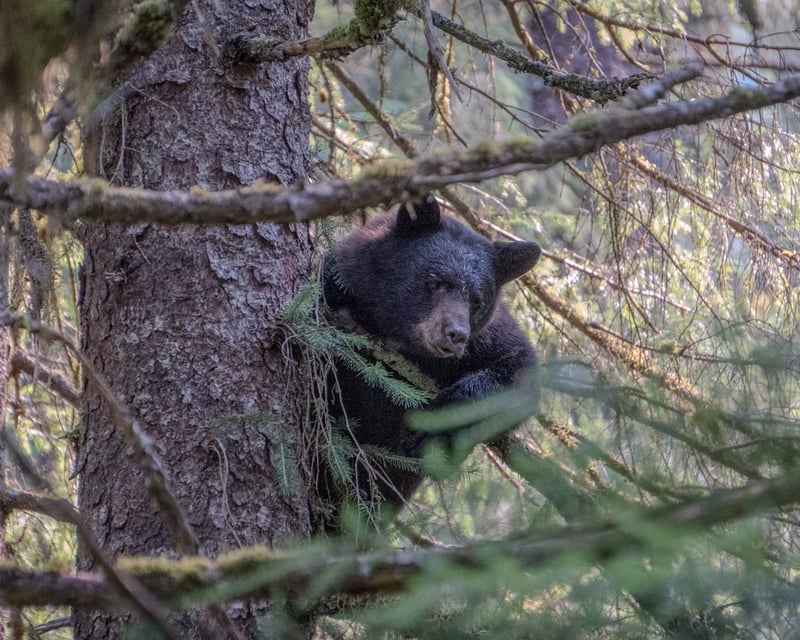 Explore Juneau on a Private 3-Hour Guided Tour