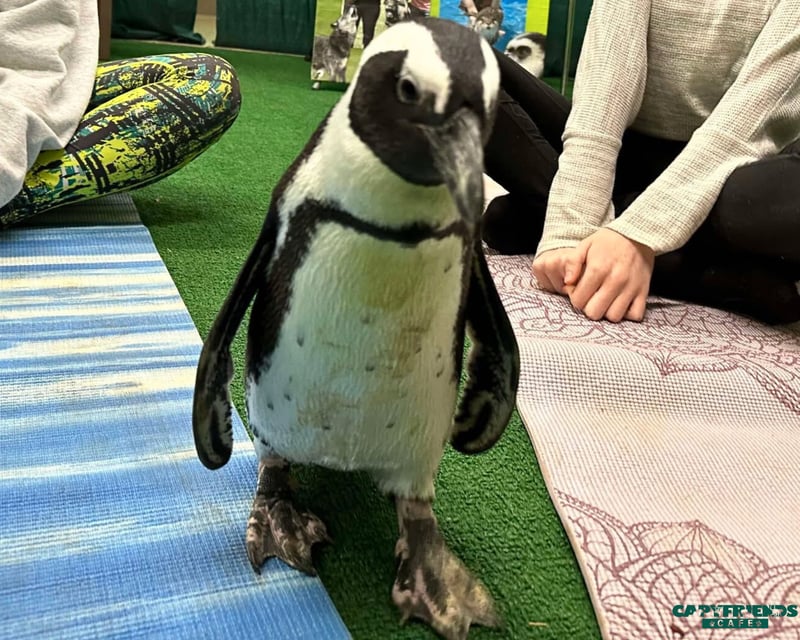 Penguin & Capybara Encounter in Helen