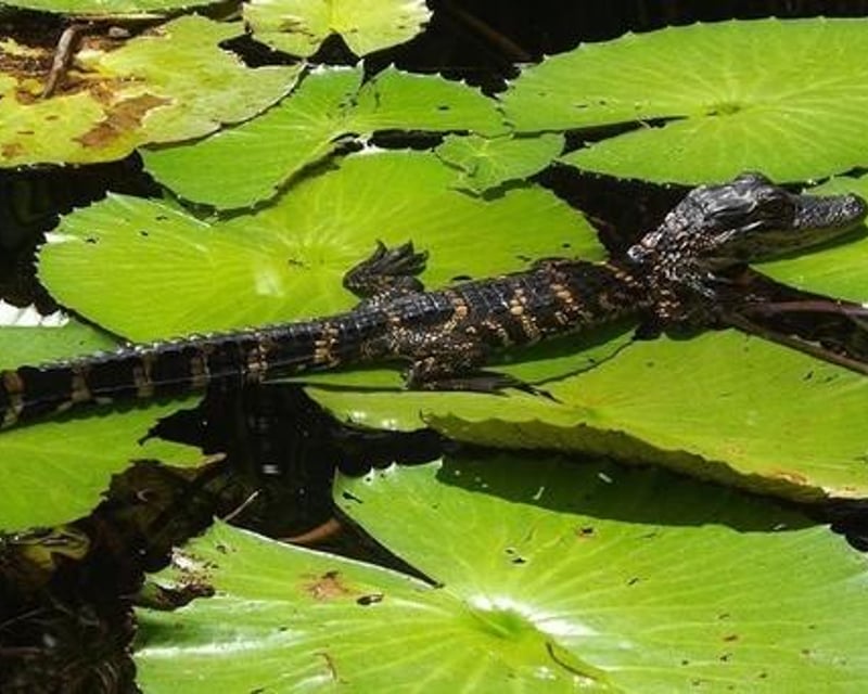 Orchids & Alligators Kayak Tour in Chokoloskee