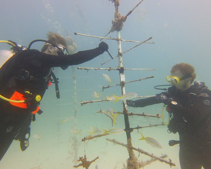 Coral Restoration Dive in Key West