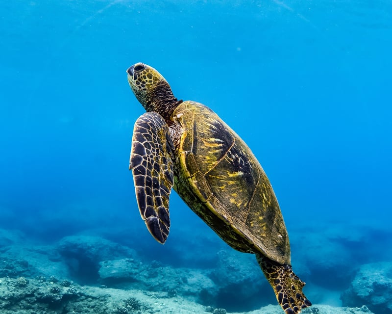 Snorkel Sail Cruise From Ka'anapali Beach