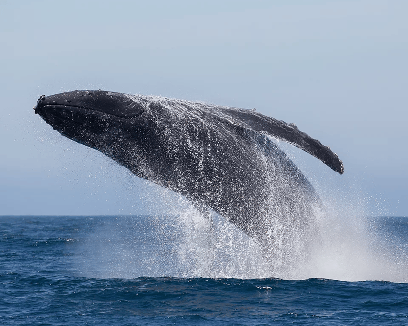 2-Hour Whale Watching Cruise From Ka'anapali Beach
