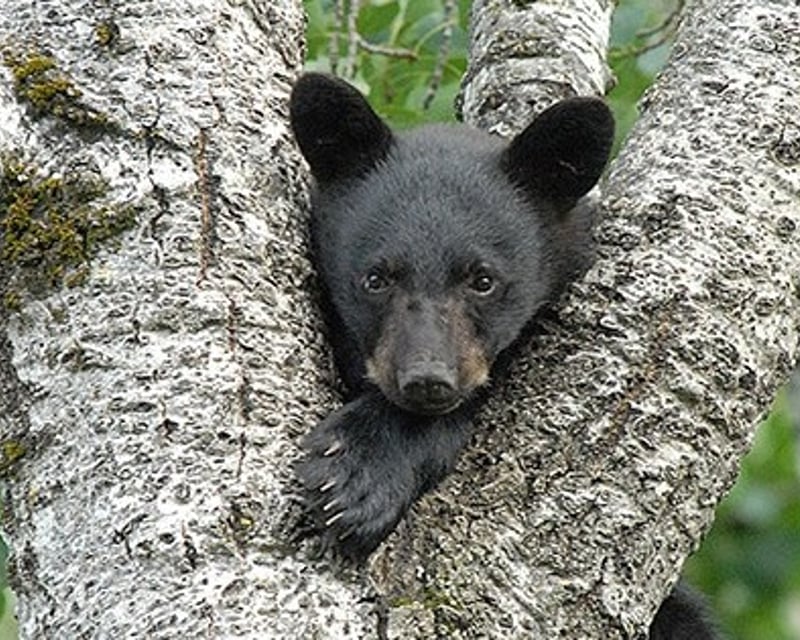 Black Bear Viewing Admission in Orr