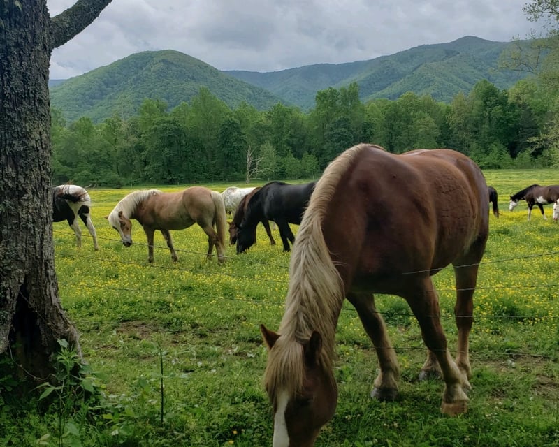 Cades Cove 4-Hour Guided Jeep Tour