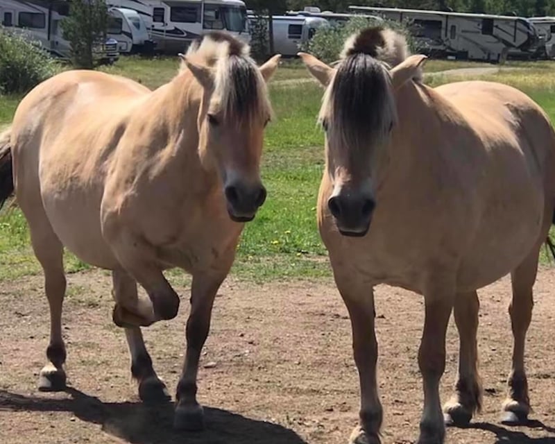 2-Hour Colorado River Trail Ride