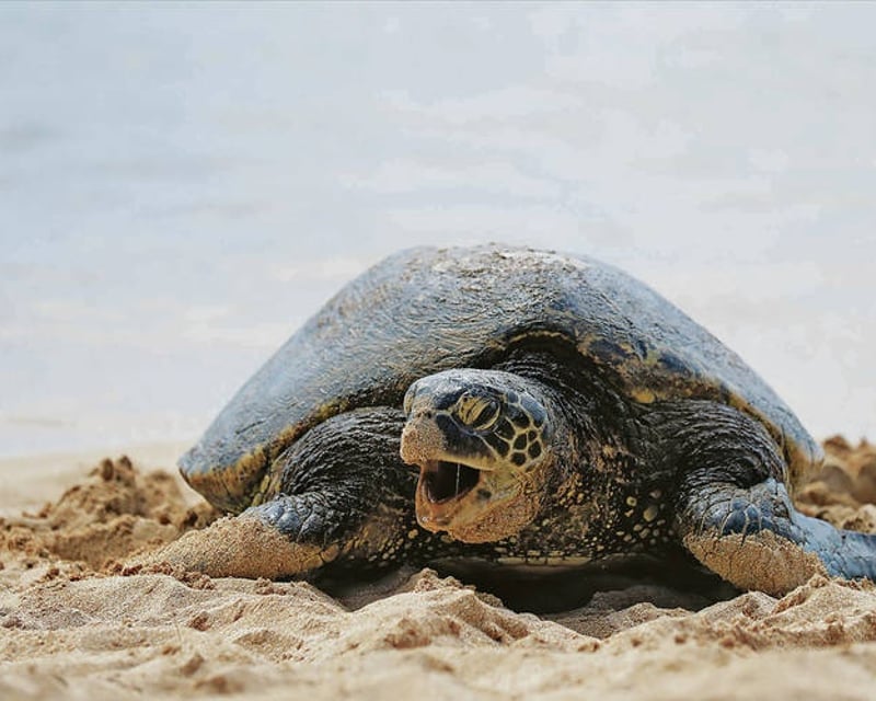 9-Hour Guided Oahu Circle Island Tour