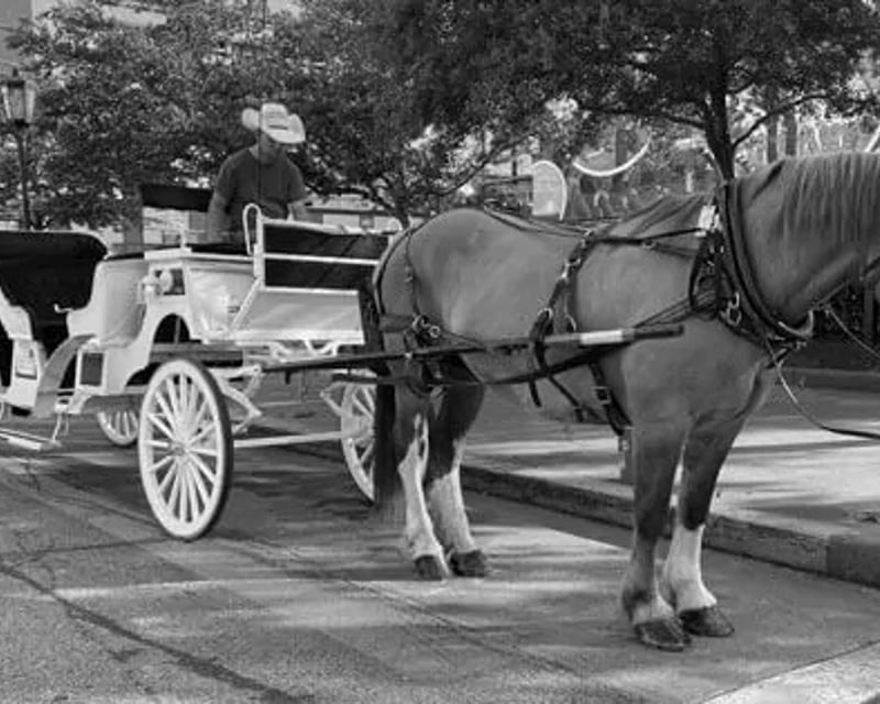 Galveston Historical Carriage Tour