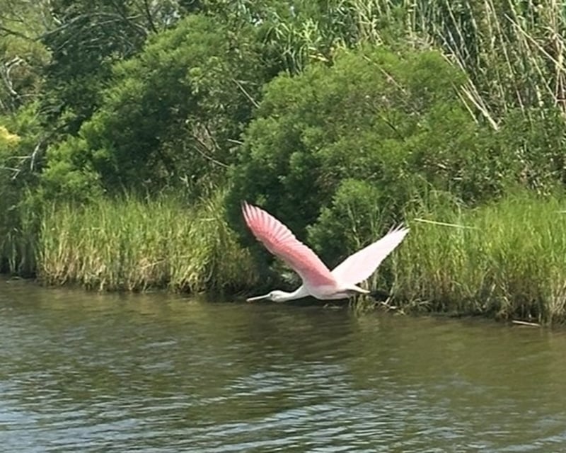 New Orleans Bayou Wildlife Cruise