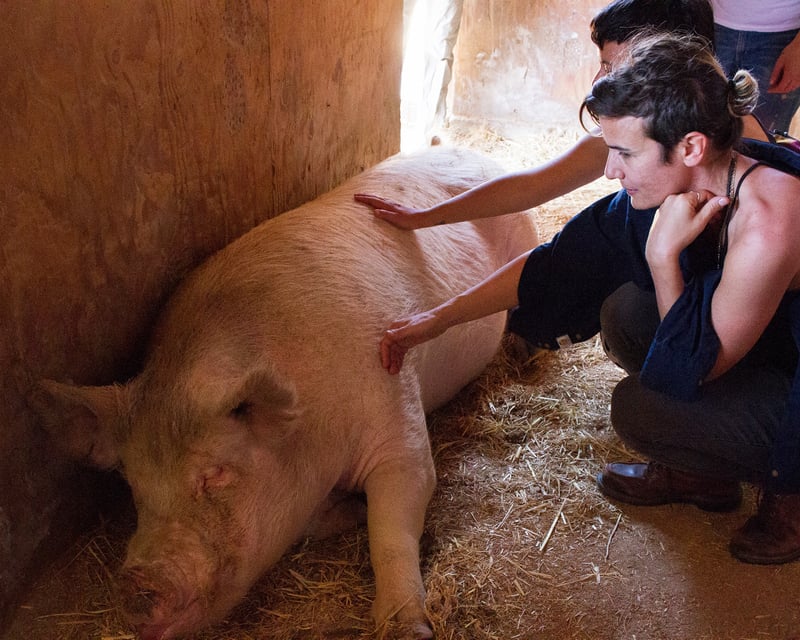 Guided Farm Animal Sanctuary Walking Tour in Acton