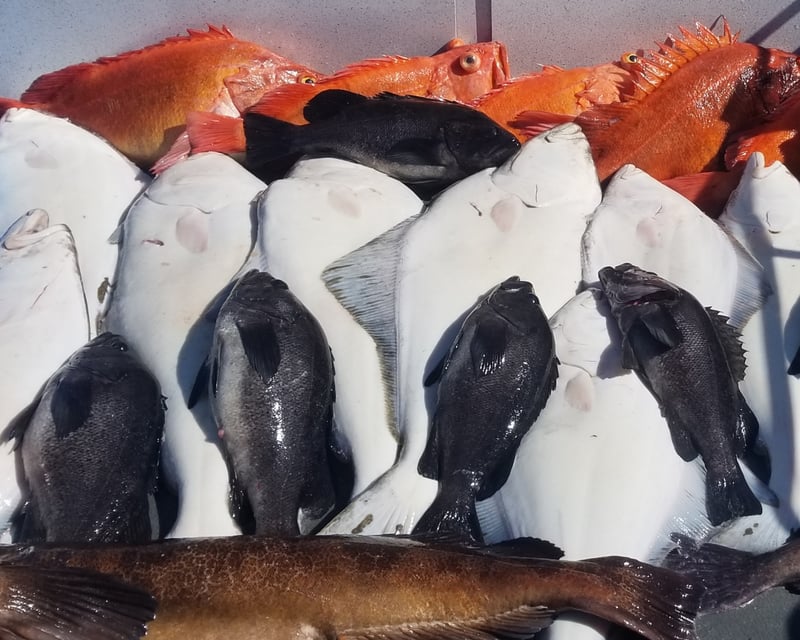 Homer Multispecies Fishing Charter