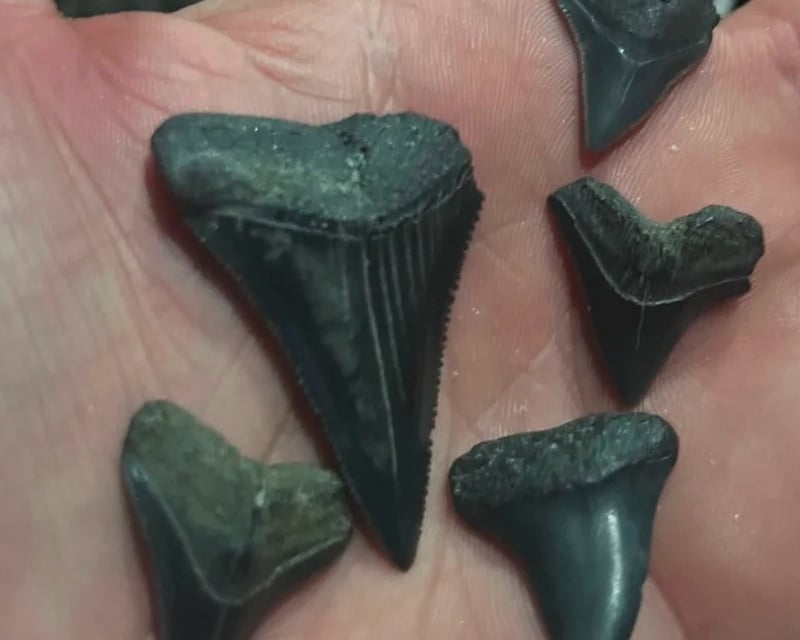 4-Hour Savannah River Fossil Hunt