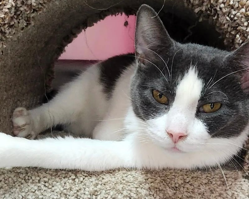 Private Cat Cafe Room Rental with Shelter Cats in New Paltz