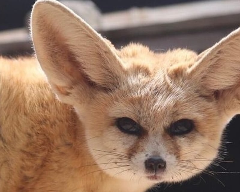 Fennec Fox Encounter in Bonsall