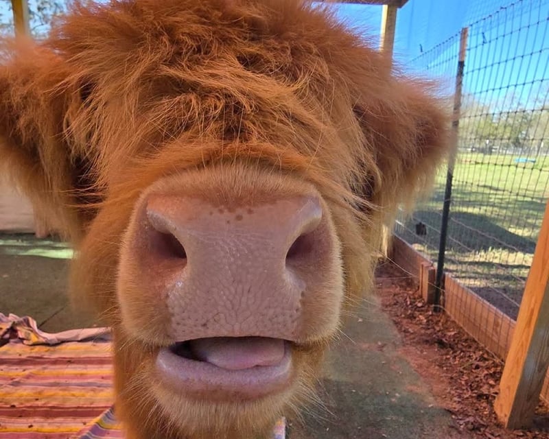 Highland Cow & Baby Goat Farm Visit in Brookshire
