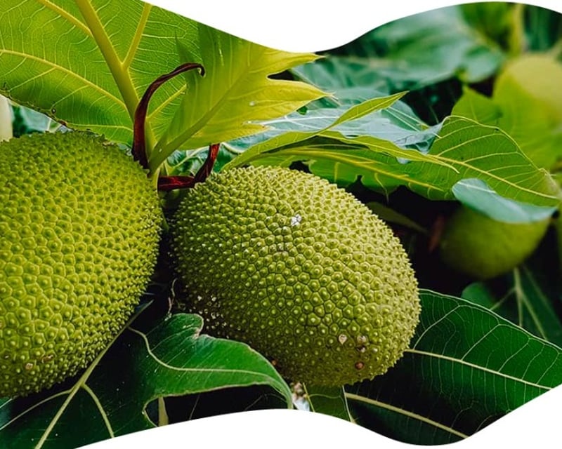 Tropical Fruit Tasting Tour in Big Pine Key