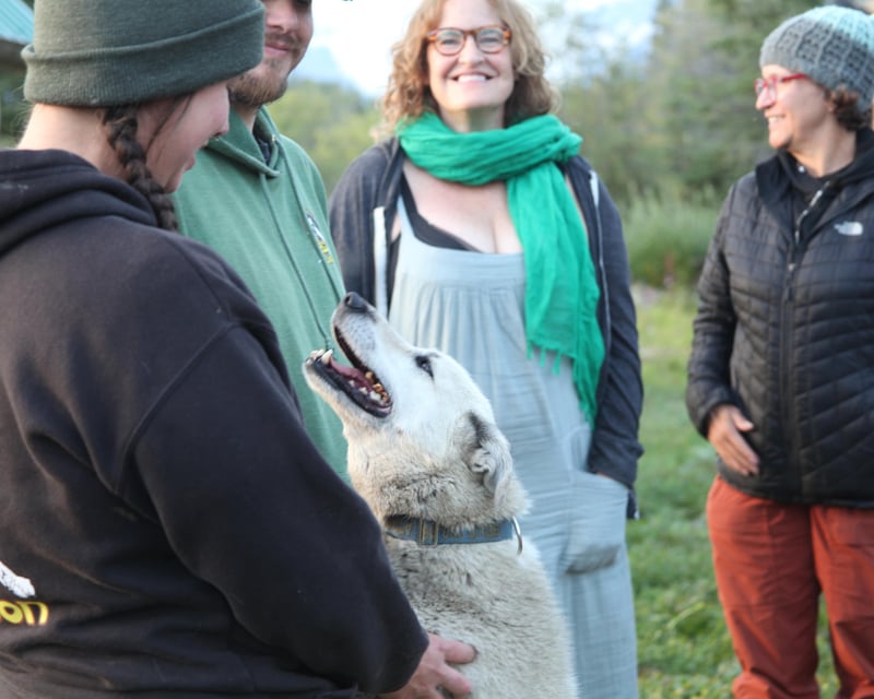 Meet Sled Dogs on a 1-Hour Kennel Tour in McCarthy