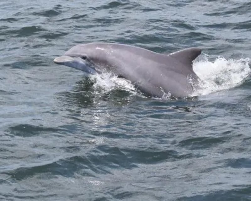 Dolphin Sailing Cruise in Cocoa Beach