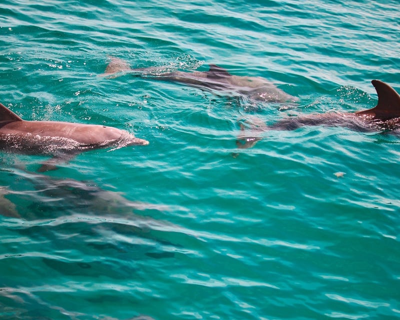 Morning Snorkel & Dolphin Tour