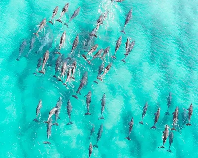 Kealakekua Bay Snorkel & Sea Cave Tour by Speed Boat
