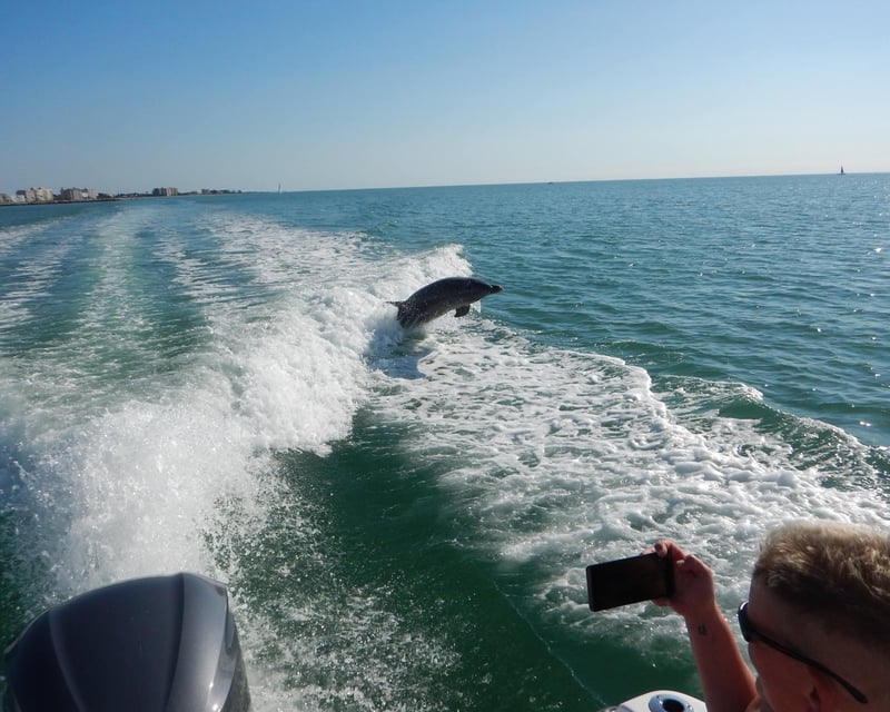 2-Hour Dolphin & Manatee Cruise in Bradenton Beach