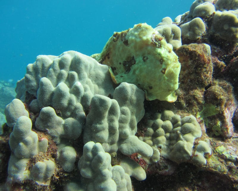 Twilight & Night Shore Dive at Koloa Landing, Poipu
