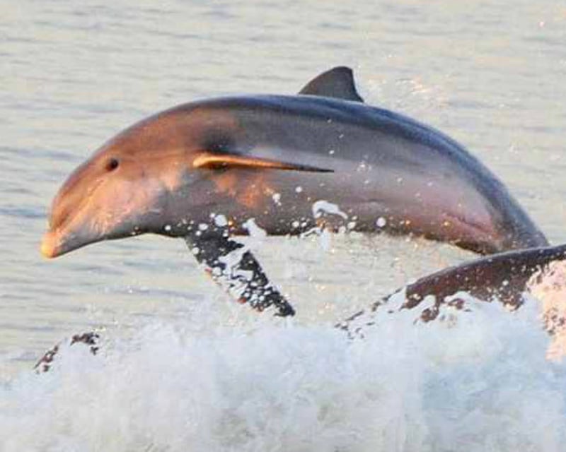 Sunset Dolphin & Wildlife Cruise in Fort Myers