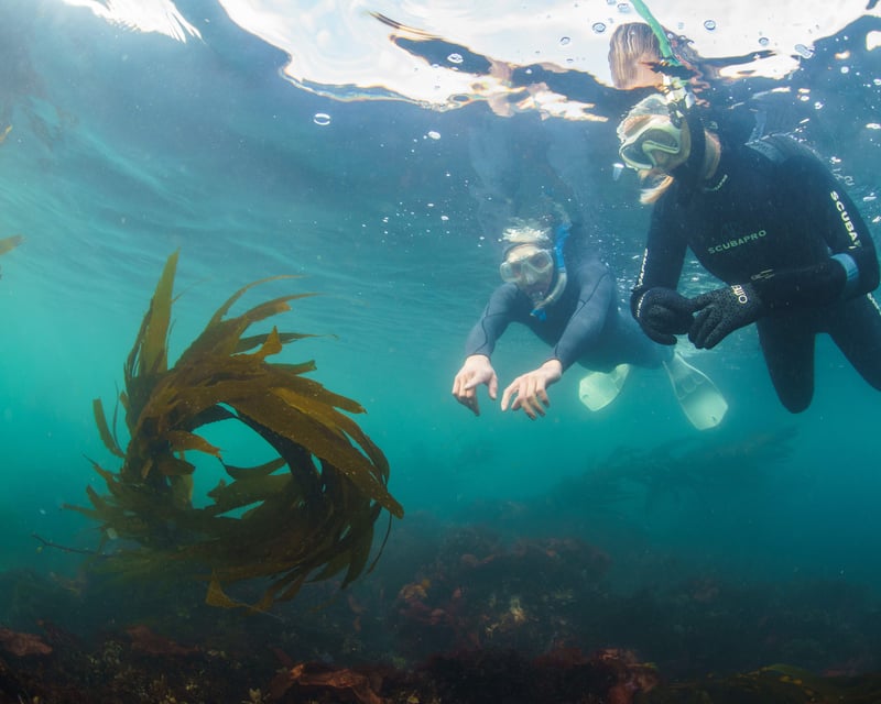 Kelp Forest Snorkel Tour in Monterey