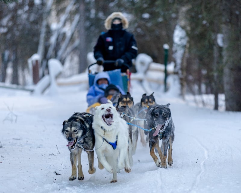 1.5-Mile Dog Sled Tour in Fairbanks