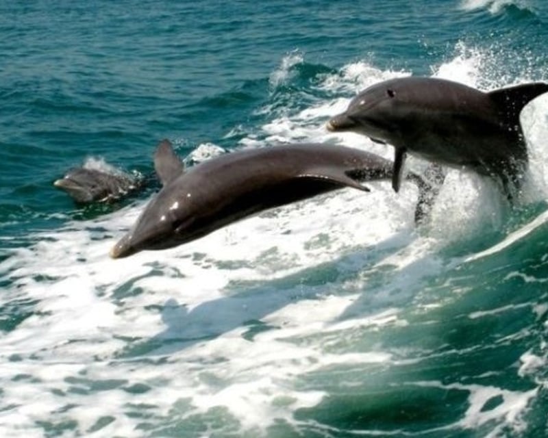 Shell Island Dolphin Cruise In Panama City Beach