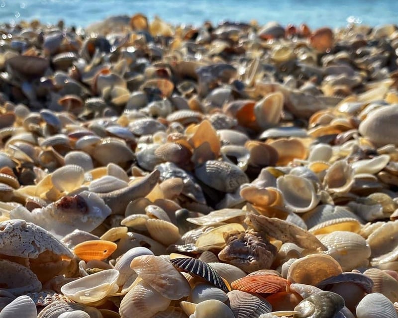 Barrier Island Shelling Tour From Marco Island