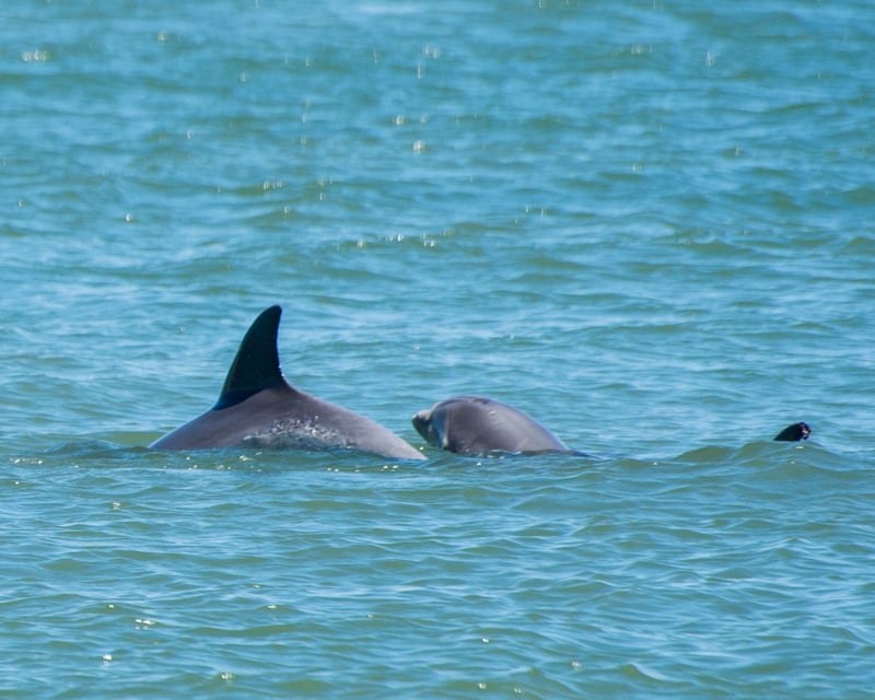 Take a 1.5-Hour Dolphin & Sightseeing Cruise in St. Augustine