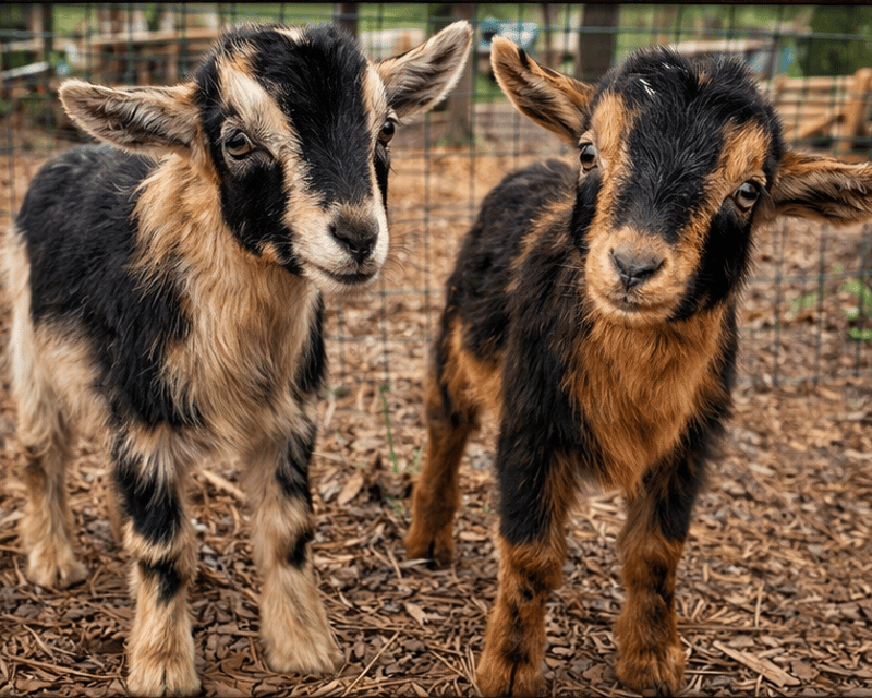 Snuggle Goats in a Private 30-Minute Session in Longs