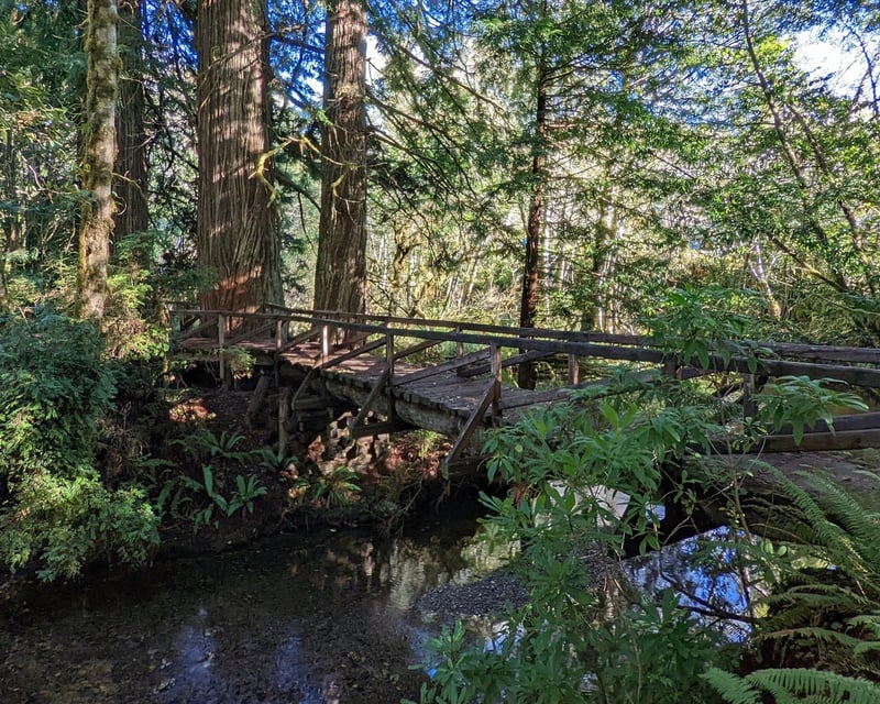 Guided Prairie Creek Redwoods Hike Near Redwood Parks