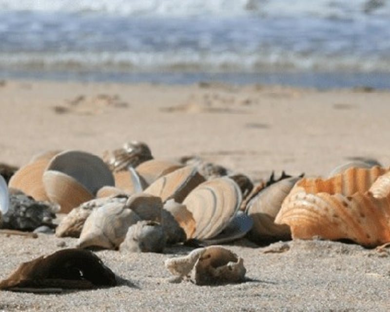 Bonita Springs Shelling Trip