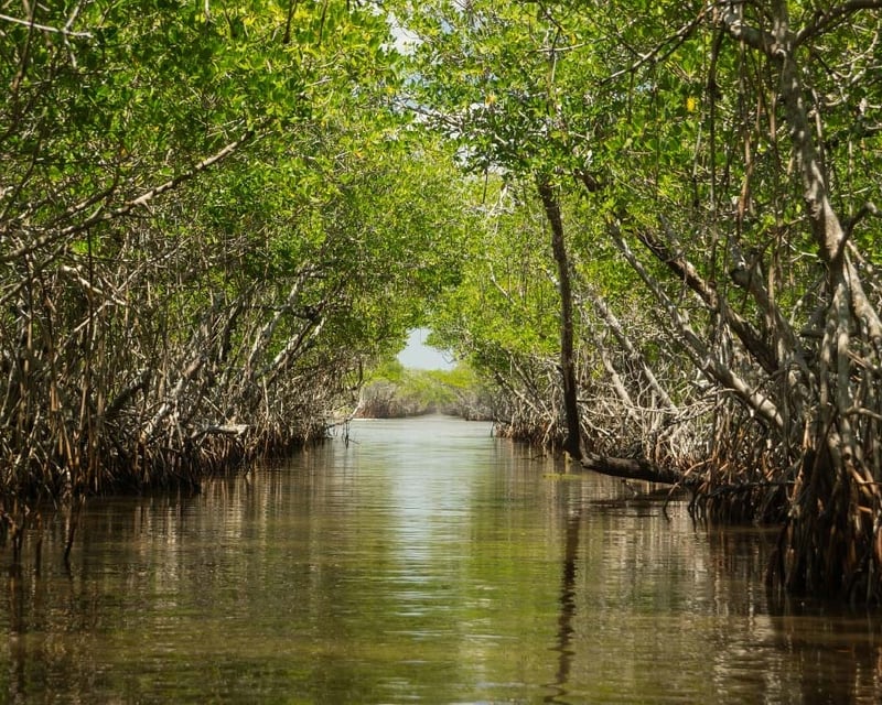 Siesta Key Mangrove Kayak Tour