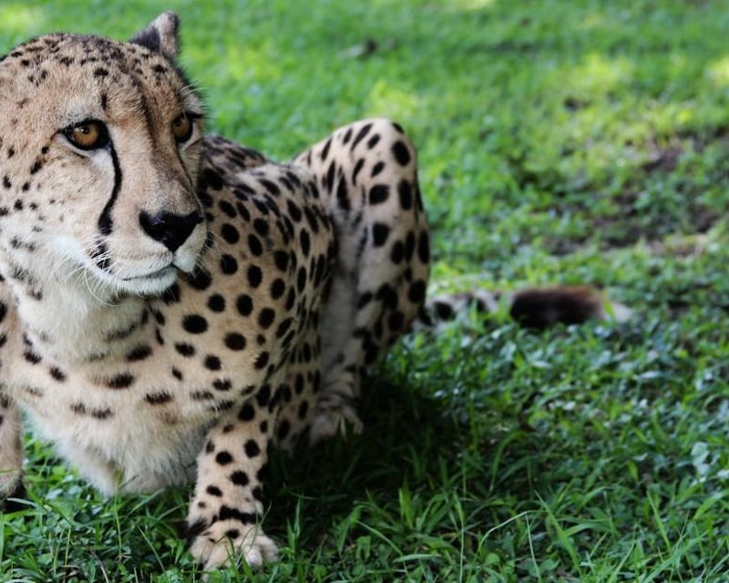 Behind-the-Scenes Wild Cat Feeding Tour at Panther Ridge