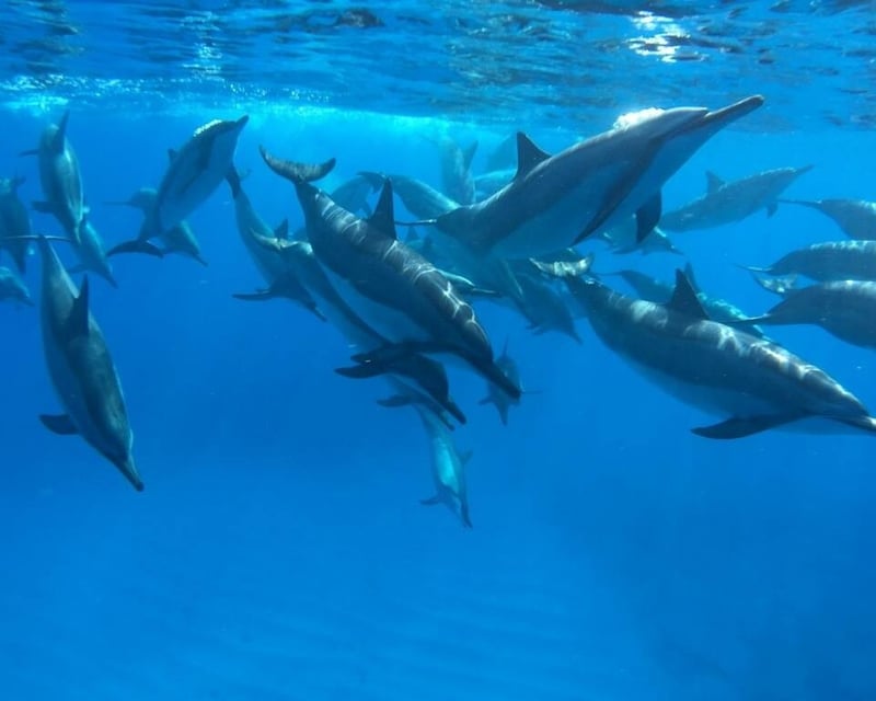 Sea Life Snorkel Boat Tour from Kailua-Kona