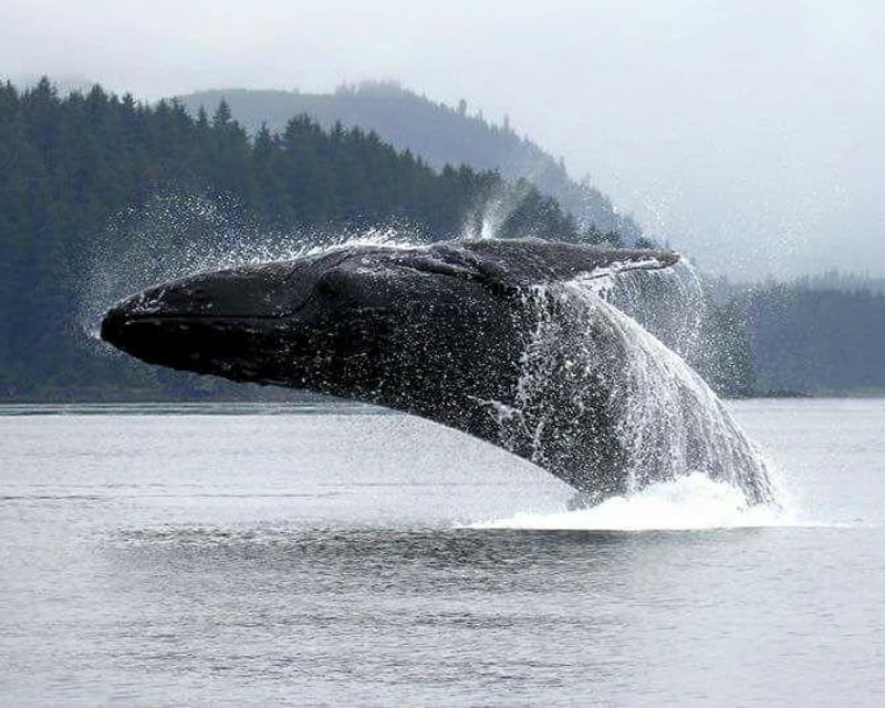 3-Hour Whale Watching Cruise From Icy Strait Point