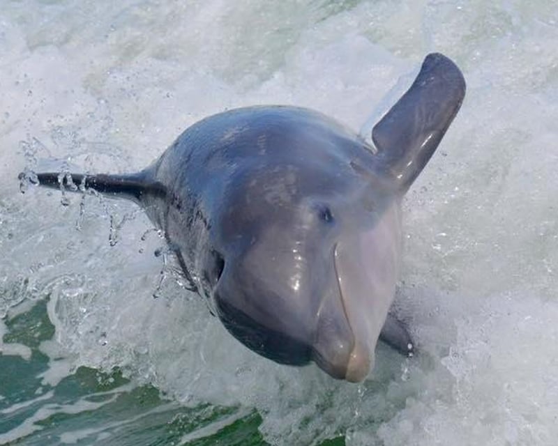 3-Hour Dolphin Study Eco-Cruise in Marco Island