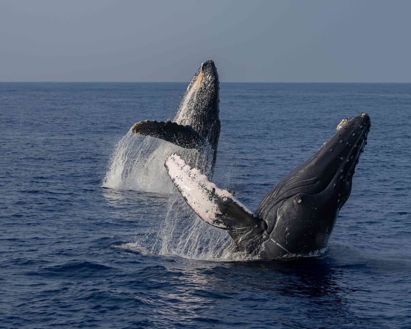 Humpback Whale Watch in Kailua-Kona