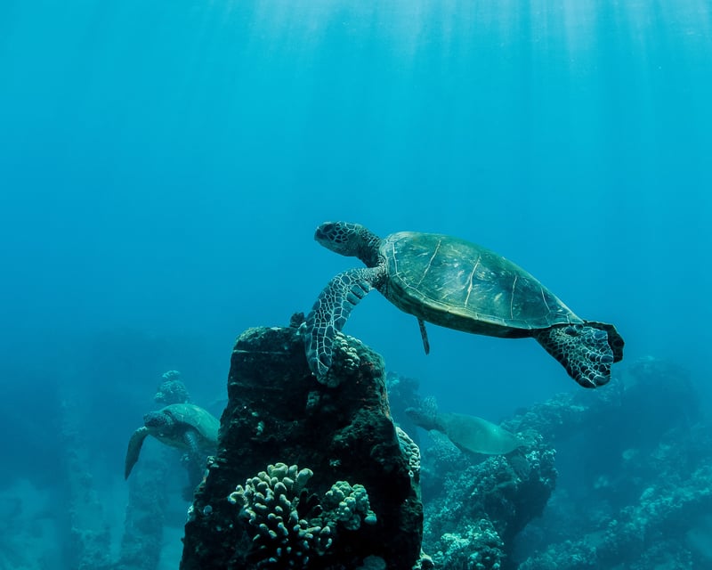 Maui Morning Snorkel Cruise
