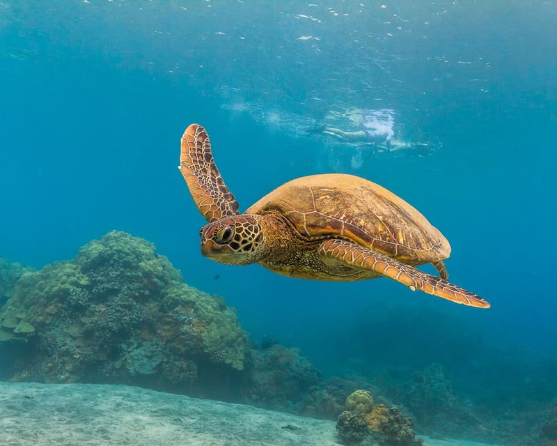 Molokini & Turtle Arches Snorkel Adventure