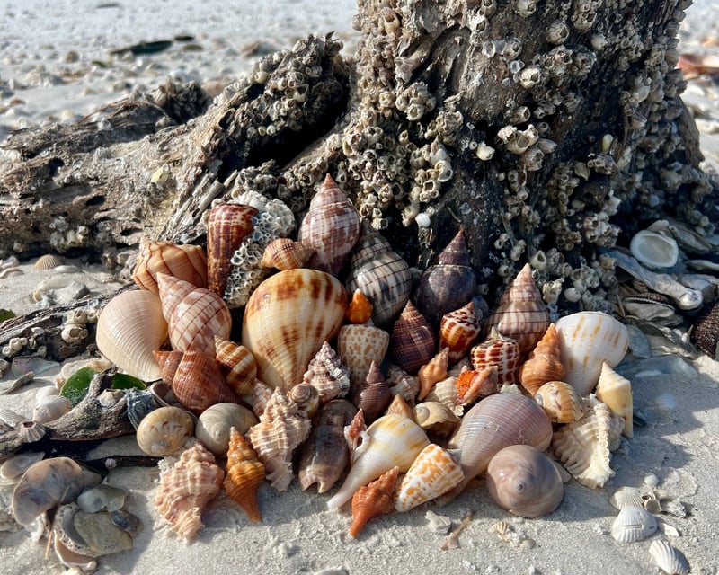 Guided Shelling & Fishing Charter in Ten Thousand Islands